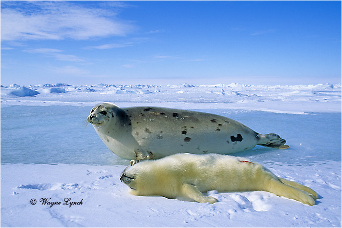 Mother Harp Seal & Pup 119 by Dr. Wayne Lynch ©